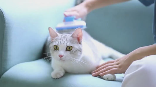Dog Hair Remover Brush – Grooming & Massage Brush for Dogs and Cats